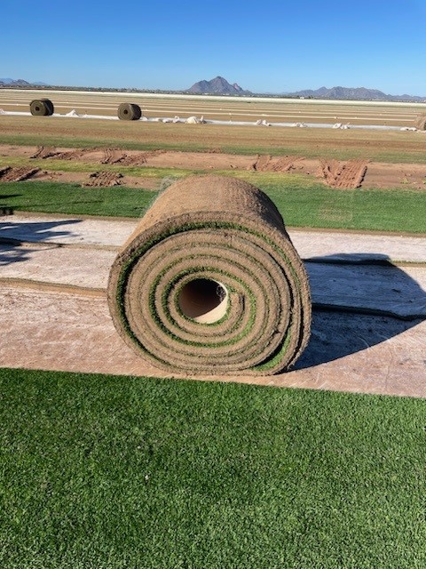 West Coast Turf's Sod Grown on Plastic is Available for Instant Use