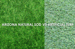 Arizona Natural Sod vs Artificial Turf