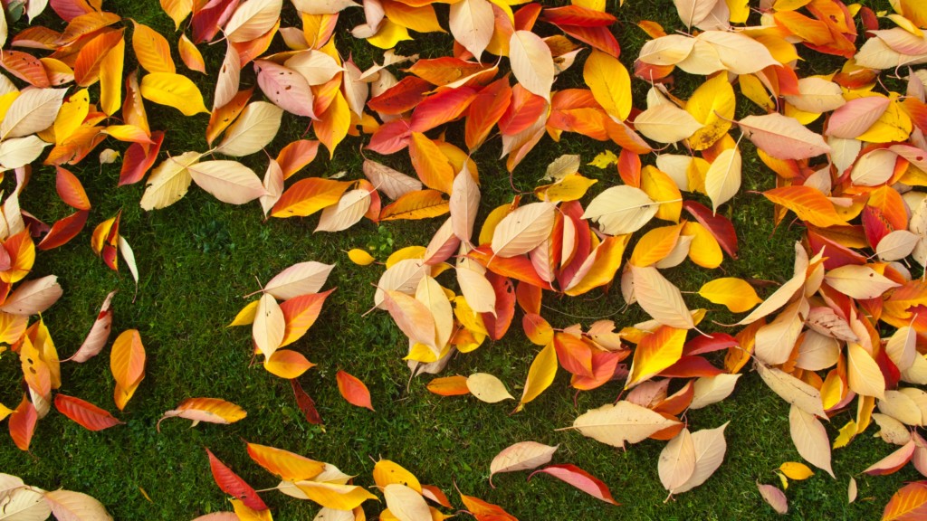 Overseeding Tips For Your California And Arizona Lawn West Coast Turf