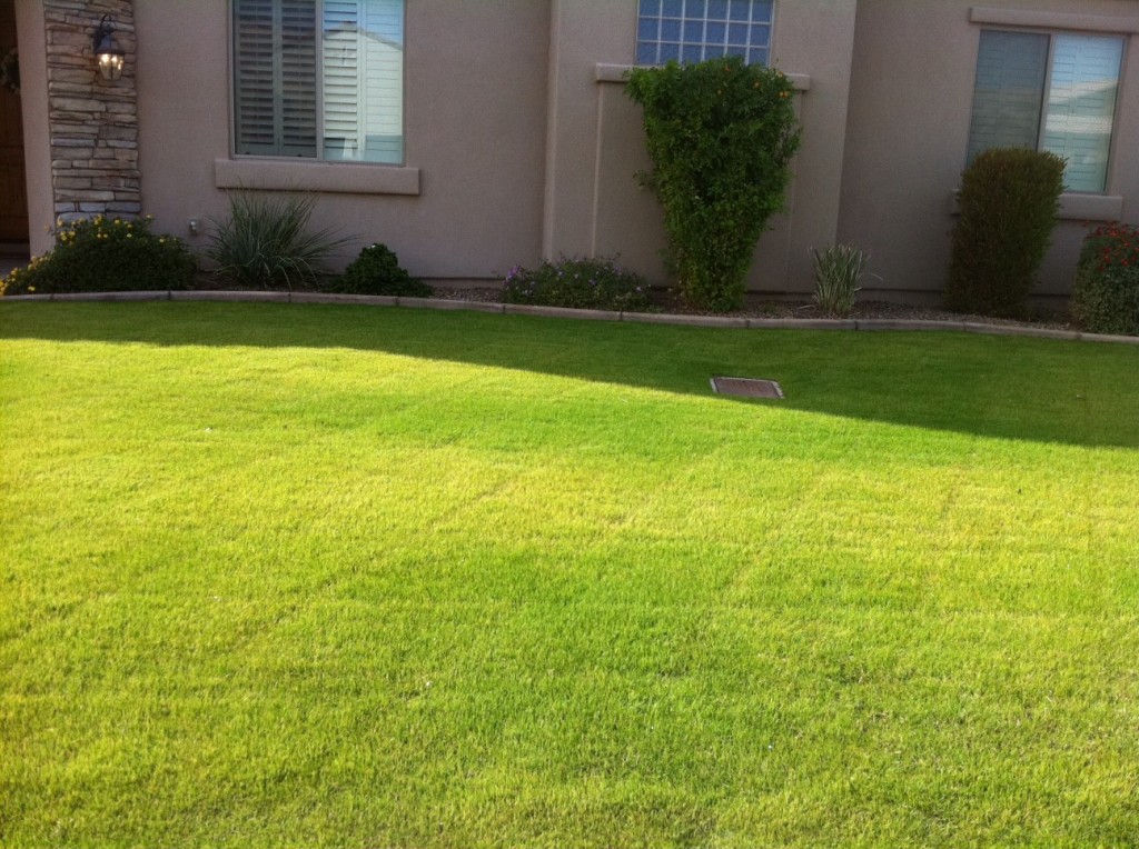 Summer Grass Problems & EASY Grass Solutions! Mr. WiseGrassArizona Sod & California Sod Blog